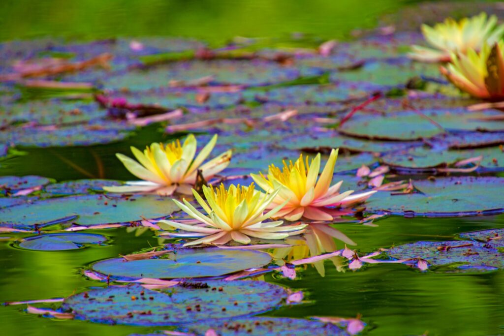 我終於見到「菩提道損減增益法」殊勝無上