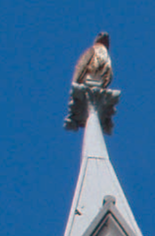An-Enormous-Golden-Winged-Legendary-Bird-Prostrated-to-H.H.-Dorje-Chan
