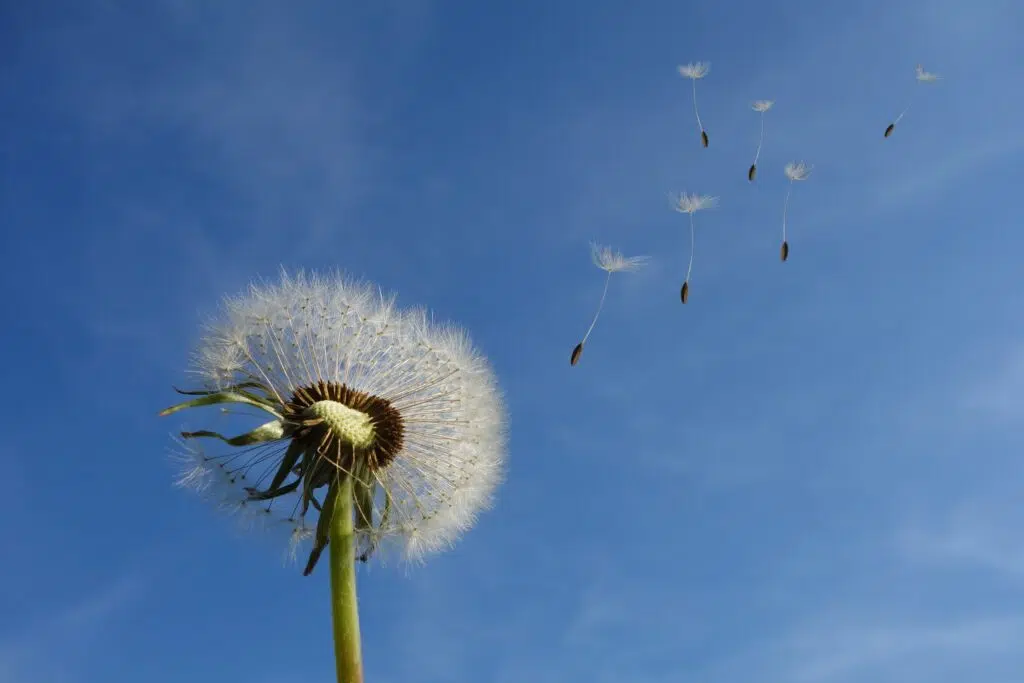 Impermanence Is Always Near